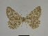  ( - SE MNC Lep 00303)  @14 [ ] Copyright (2010) Unspecified Museum fuer Naturkunde, Chemnitz