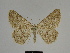  ( - SE MNC Lep 00304)  @14 [ ] Copyright (2010) Unspecified Museum fuer Naturkunde, Chemnitz