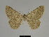  ( - SE MNC Lep 00305)  @11 [ ] Copyright (2010) Unspecified Museum fuer Naturkunde, Chemnitz