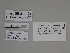  (Gnophos zejae - SE MNC Lep 00305)  @11 [ ] Copyright (2010) Unspecified Museum fuer Naturkunde, Chemnitz