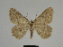  ( - SE MNC Lep 00306)  @14 [ ] Copyright (2010) Unspecified Museum fuer Naturkunde, Chemnitz