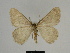  ( - SE MNC Lep 00306)  @13 [ ] Copyright (2010) Unspecified Museum fuer Naturkunde, Chemnitz