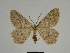  (Charissa SE04Tn - SE MNC Lep 00307)  @15 [ ] Copyright (2010) Unspecified Museum fuer Naturkunde, Chemnitz