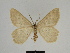  ( - SE MNC Lep 00307)  @13 [ ] Copyright (2010) Unspecified Museum fuer Naturkunde, Chemnitz