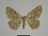  ( - SE MNC Lep 00308)  @14 [ ] Copyright (2010) Unspecified Museum fuer Naturkunde, Chemnitz