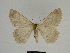  ( - SE MNC Lep 00308)  @13 [ ] Copyright (2010) Unspecified Museum fuer Naturkunde, Chemnitz