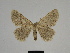  ( - SE MNC Lep 00309)  @14 [ ] Copyright (2010) Unspecified Museum fuer Naturkunde, Chemnitz