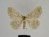  ( - SE MNC Lep 00309)  @13 [ ] Copyright (2010) Unspecified Museum fuer Naturkunde, Chemnitz