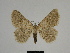  ( - SE MNC Lep 00310)  @14 [ ] Copyright (2010) Unspecified Museum fuer Naturkunde, Chemnitz