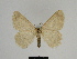  ( - SE MNC Lep 00310)  @13 [ ] Copyright (2010) Unspecified Museum fuer Naturkunde, Chemnitz