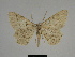  ( - SE MNC Lep 00311)  @14 [ ] Copyright (2010) Unspecified Museum fuer Naturkunde, Chemnitz
