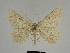  ( - SE MNC Lep 00312)  @13 [ ] Copyright (2010) Unspecified Museum fuer Naturkunde, Chemnitz