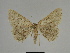  ( - SE MNC Lep 00313)  @13 [ ] Copyright (2010) Unspecified Museum fuer Naturkunde, Chemnitz