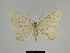  ( - SE MNC Lep 00314)  @14 [ ] Copyright (2010) Unspecified Museum fuer Naturkunde, Chemnitz