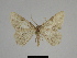  ( - SE MNC Lep 00315)  @13 [ ] Copyright (2010) Unspecified Museum fuer Naturkunde, Chemnitz