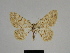  ( - SE MNC Lep 00317)  @13 [ ] Copyright (2010) Unspecified Museum fuer Naturkunde, Chemnitz