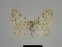  ( - SE MNC Lep 00318)  @13 [ ] Copyright (2010) Unspecified Museum fuer Naturkunde, Chemnitz