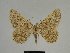  ( - SE MNC Lep 00321)  @14 [ ] Copyright (2010) Unspecified Museum fuer Naturkunde, Chemnitz