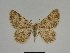  ( - SE MNC Lep 00322)  @13 [ ] Copyright (2010) Unspecified Museum fuer Naturkunde, Chemnitz