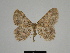  ( - SE MNC Lep 00325)  @13 [ ] Copyright (2010) Unspecified Museum fuer Naturkunde, Chemnitz