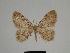  ( - SE MNC Lep 00326)  @14 [ ] Copyright (2010) Unspecified Museum fuer Naturkunde, Chemnitz