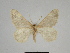  ( - SE MNC Lep 00327)  @11 [ ] Copyright (2010) Unspecified Museum fuer Naturkunde, Chemnitz