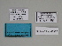  ( - SE MNC Lep 00327)  @11 [ ] Copyright (2010) Unspecified Museum fuer Naturkunde, Chemnitz