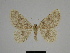  ( - SE MNC Lep 00328)  @11 [ ] Copyright (2010) Unspecified Museum fuer Naturkunde, Chemnitz