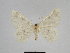  (Charissa SE05 - SE MNC Lep 00328)  @11 [ ] Copyright (2010) Unspecified Museum fuer Naturkunde, Chemnitz