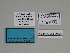  (Charissa SE05 - SE MNC Lep 00328)  @11 [ ] Copyright (2010) Unspecified Museum fuer Naturkunde, Chemnitz