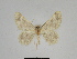  ( - SE MNC Lep 00329)  @13 [ ] Copyright (2010) Unspecified Museum fuer Naturkunde, Chemnitz
