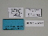  ( - SE MNC Lep 00329)  @11 [ ] Copyright (2010) Unspecified Museum fuer Naturkunde, Chemnitz