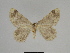  ( - SE MNC Lep 00330)  @13 [ ] Copyright (2010) Unspecified Museum fuer Naturkunde, Chemnitz