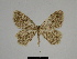  ( - SE MNC Lep 00331)  @11 [ ] Copyright (2010) Unspecified Museum fuer Naturkunde, Chemnitz