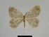 ( - SE MNC Lep 00331)  @11 [ ] Copyright (2010) Unspecified Museum fuer Naturkunde, Chemnitz