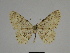  (Charissa SE08 - SE MNC Lep 00332)  @11 [ ] Copyright (2010) Unspecified Museum fuer Naturkunde, Chemnitz