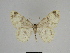  ( - SE MNC Lep 00332)  @11 [ ] Copyright (2010) Unspecified Museum fuer Naturkunde, Chemnitz