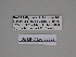  (Charissa SE08 - SE MNC Lep 00332)  @11 [ ] Copyright (2010) Unspecified Museum fuer Naturkunde, Chemnitz