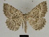  (Gnophos furvata - SE MNC Lep 00338)  @15 [ ] Copyright (2010) Unspecified Museum fuer Naturkunde, Chemnitz