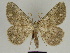  ( - SE MNC Lep 00342)  @15 [ ] Copyright (2010) Unspecified Museum fuer Naturkunde, Chemnitz