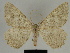  ( - SE MNC Lep 00343)  @14 [ ] Copyright (2010) Unspecified Museum fuer Naturkunde, Chemnitz