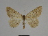  ( - SE MNC Lep 00345)  @11 [ ] Copyright (2010) Unspecified Museum fuer Naturkunde, Chemnitz
