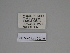  ( - SE MNC Lep 00345)  @11 [ ] Copyright (2010) Unspecified Museum fuer Naturkunde, Chemnitz