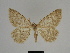  ( - SE MNC Lep 00346)  @11 [ ] Copyright (2010) Unspecified Museum fuer Naturkunde, Chemnitz