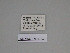  ( - SE MNC Lep 00346)  @11 [ ] Copyright (2010) Unspecified Museum fuer Naturkunde, Chemnitz