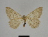  ( - SE MNC Lep 00347)  @11 [ ] Copyright (2010) Unspecified Museum fuer Naturkunde, Chemnitz