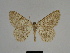  (Gnophos sp. 1 - SE MNC Lep 00348)  @11 [ ] Copyright (2010) Unspecified Museum fuer Naturkunde, Chemnitz