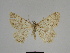  ( - SE MNC Lep 00349)  @11 [ ] Copyright (2010) Unspecified Museum fuer Naturkunde, Chemnitz