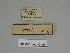  ( - SE MNC Lep 00350)  @11 [ ] Copyright (2010) Unspecified Museum fuer Naturkunde, Chemnitz