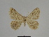  ( - SE MNC Lep 00351)  @11 [ ] Copyright (2010) Unspecified Museum fuer Naturkunde, Chemnitz
